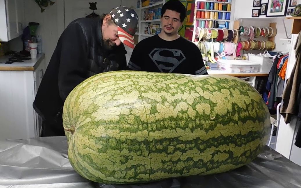 世界最大的西瓜重达260斤,男子重金买下,一起去看看吧