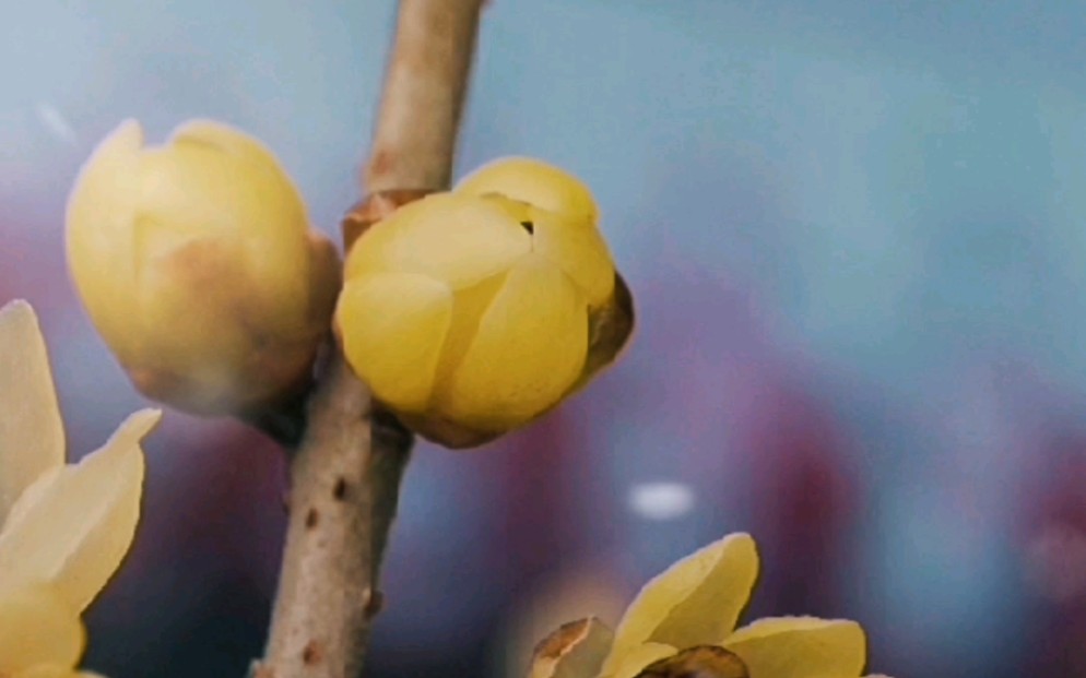 [图]【原创】【延时摄影】每天来看一朵花开 红心蜡梅/狗牙梅/狗蝇梅