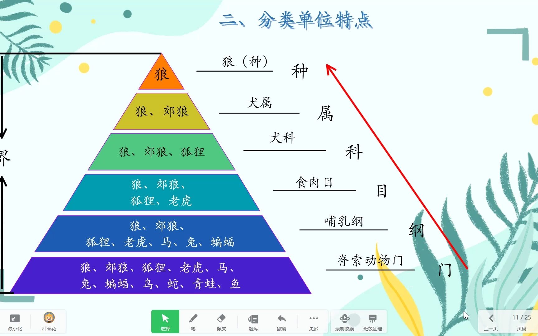 P19生物八年级上册人教版6.1.2从种到界哔哩哔哩bilibili