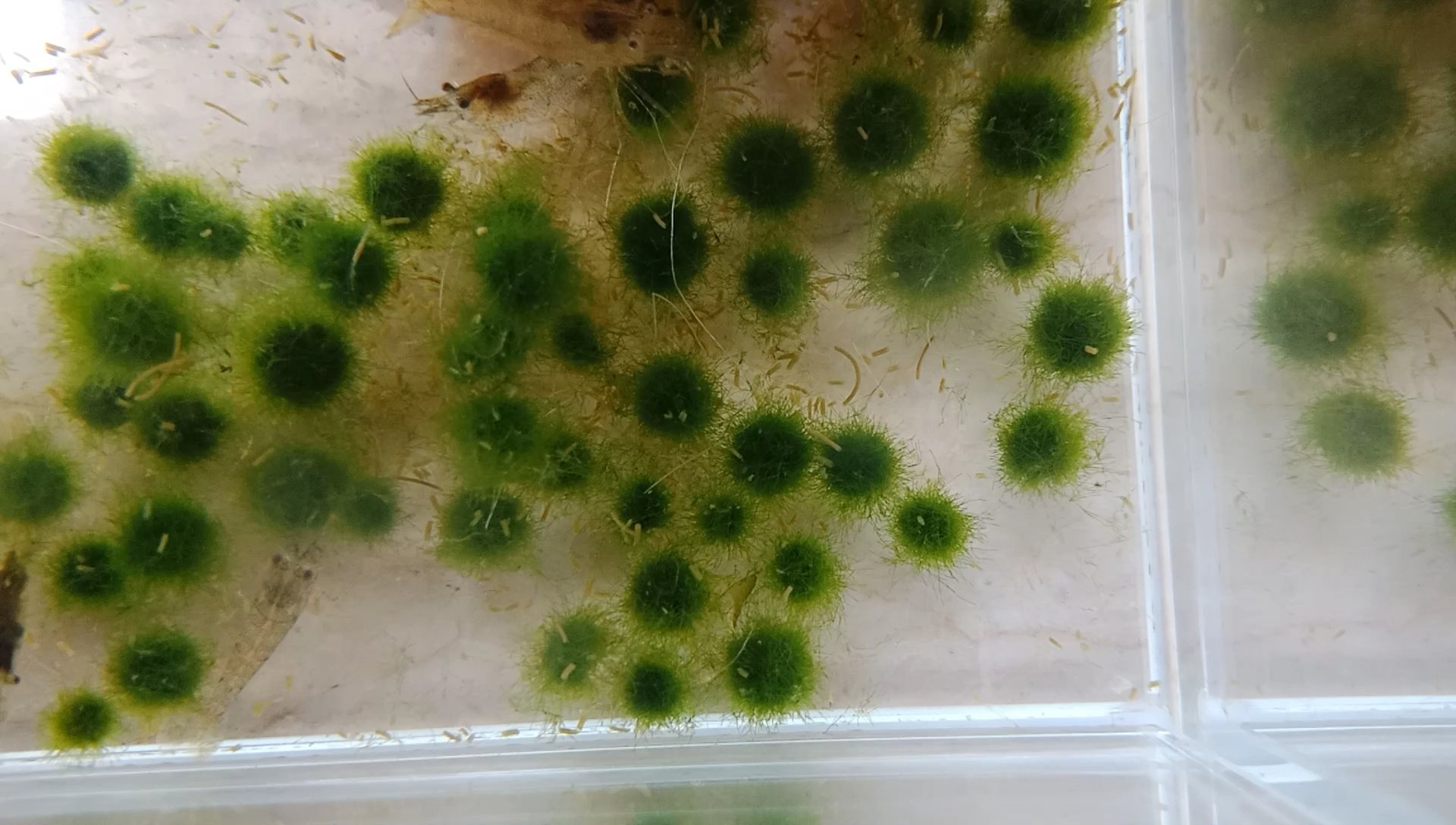 黑壳虾清理过的海藻球!