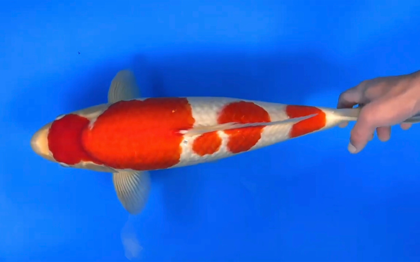 松江四段红白锦鲤,雄两岁四十六公分观赏鱼.