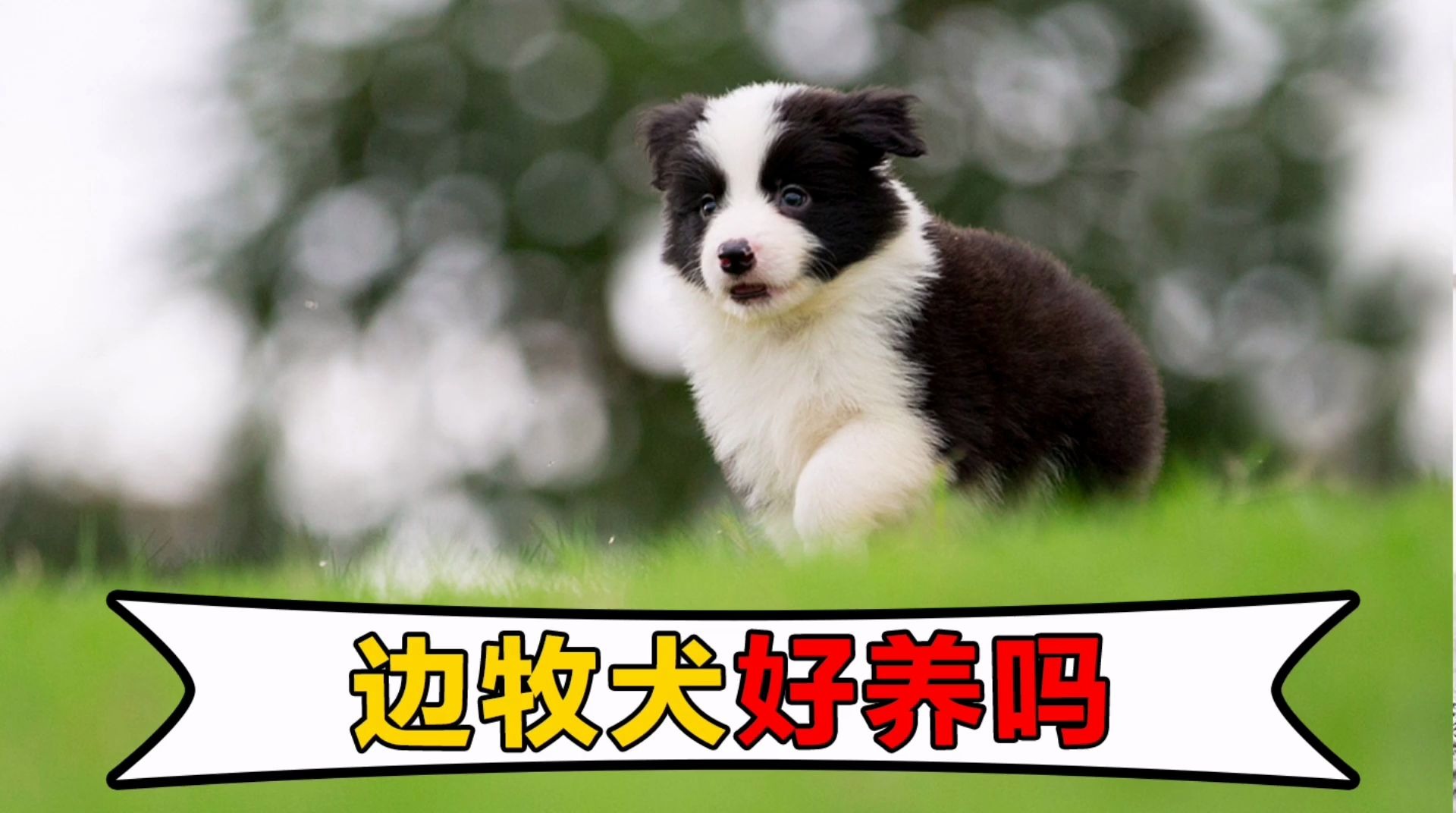 狗界“智商第一”边牧犬,好养吗?哔哩哔哩bilibili