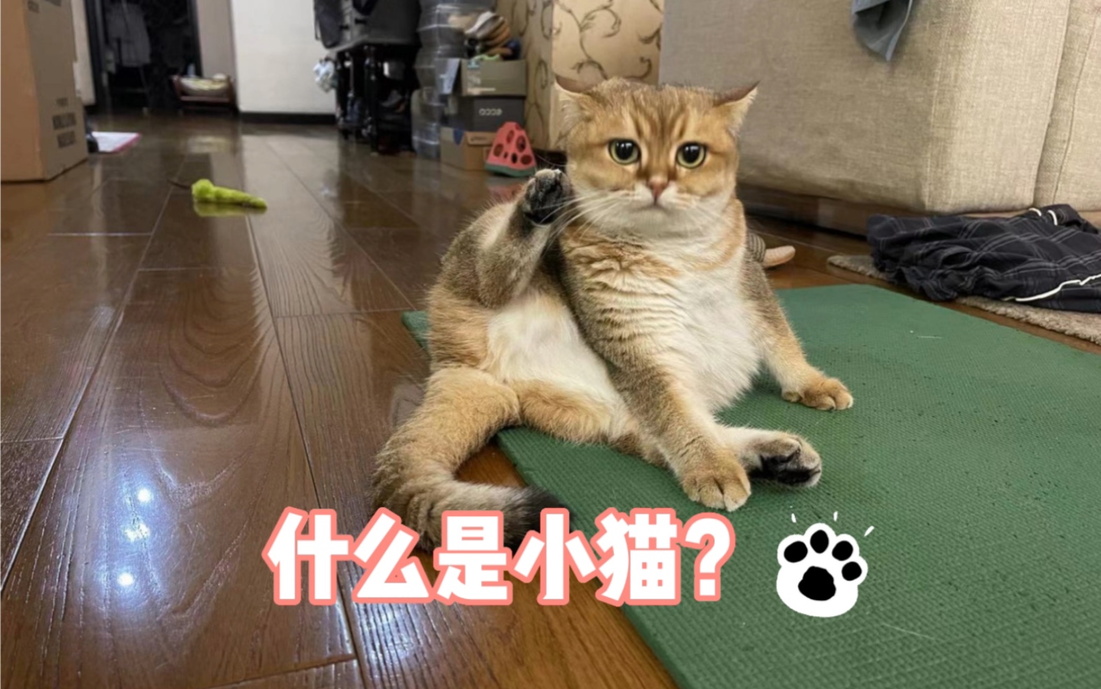 什么是小猫?哔哩哔哩bilibili