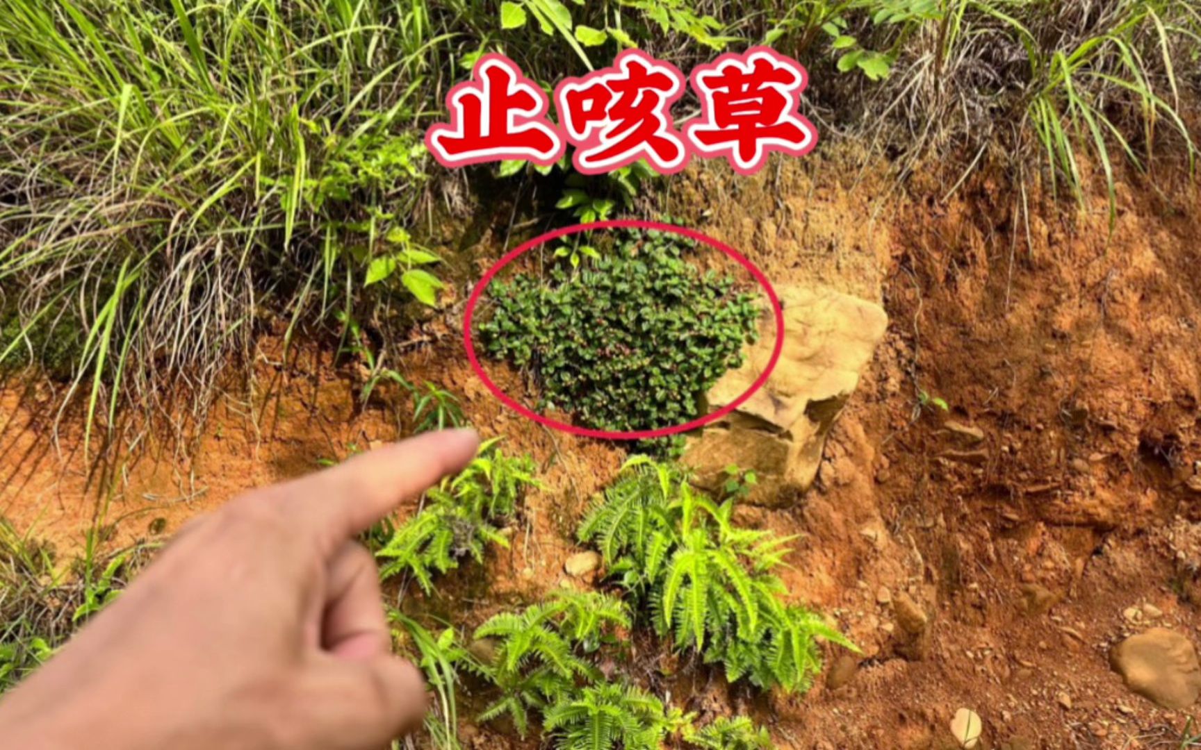 农村不起眼的“止咳草”,还很多人不认识,赶紧认识并了解一下哔哩哔哩bilibili