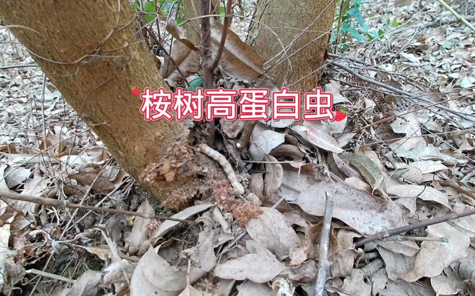 桉树钻心虫#防治害虫