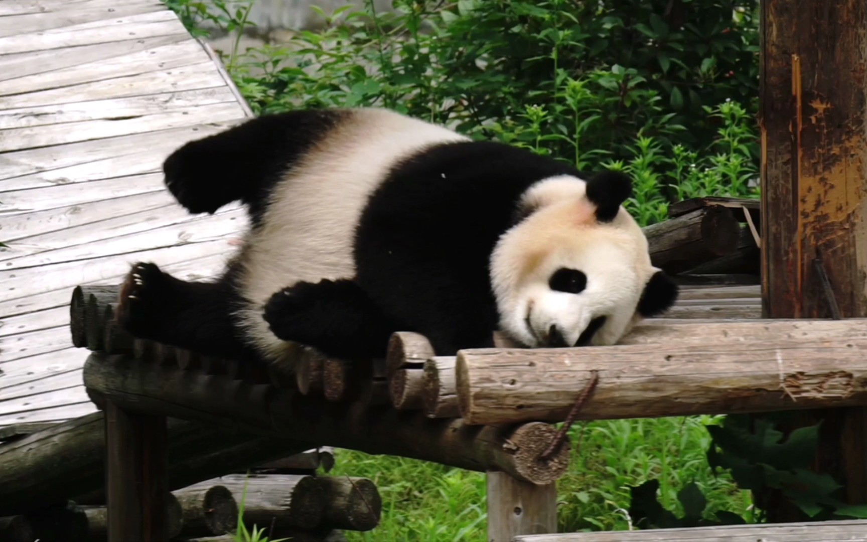 大熊猫青青逃跑图片