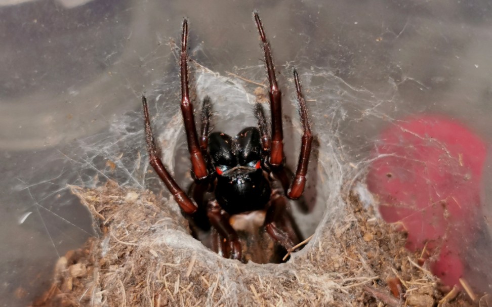 广西产大型挖洞隙蛛的连续捕食