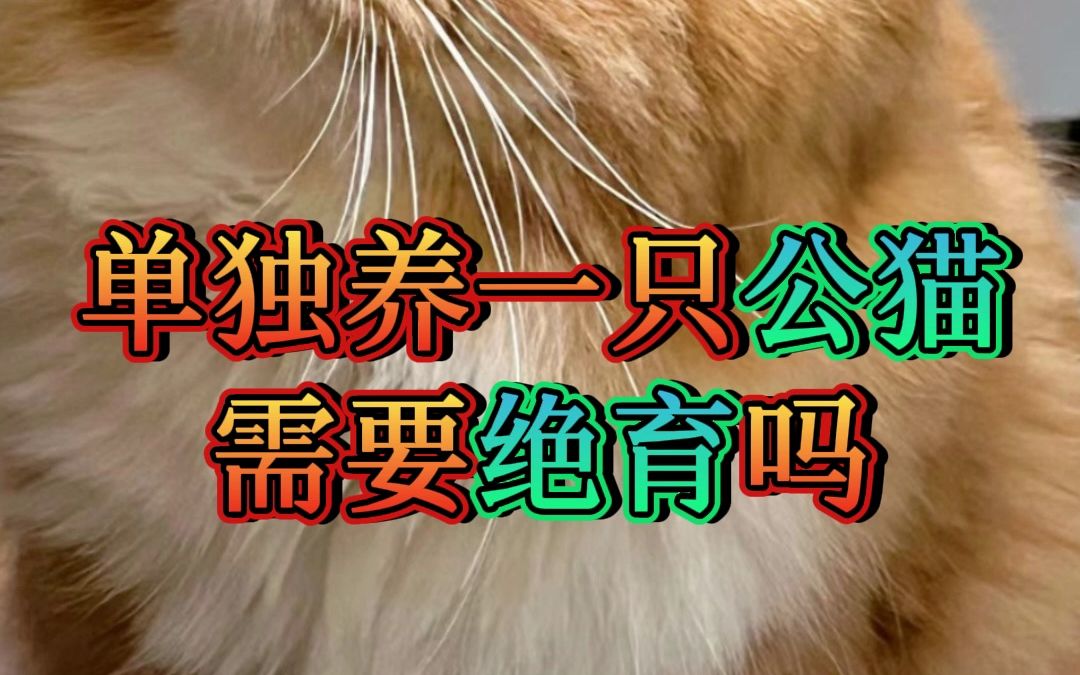 单独养一只公猫需要绝育吗哔哩哔哩bilibili