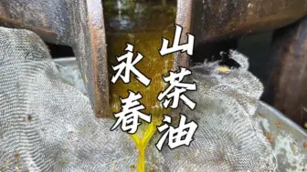 Download Video: 福建泉州食用油“爱马仕”，高山珍珠茶籽榨取，浓香醇厚，深山小镇年产8000多万。