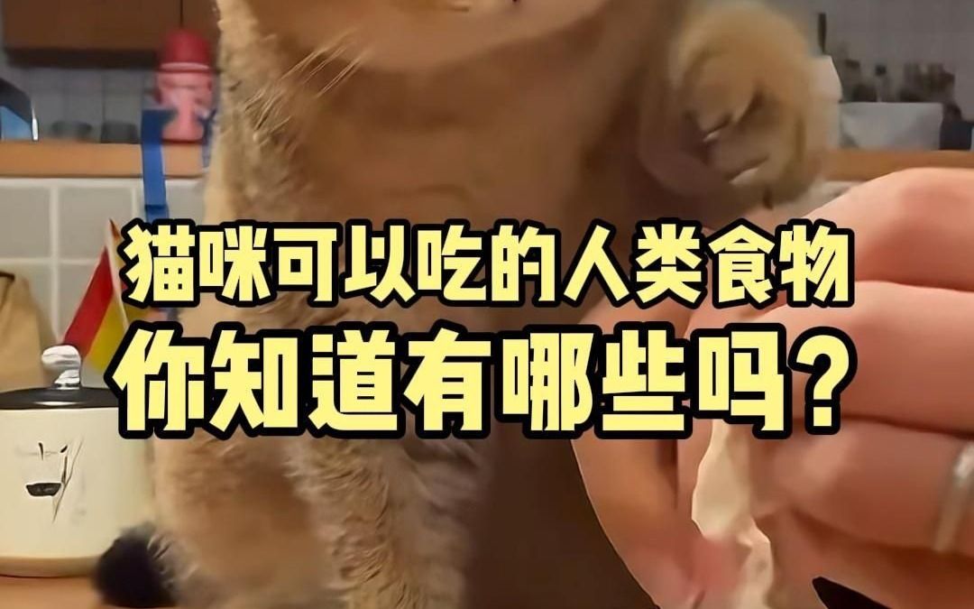 猫咪可以吃的人类食物 你知道有哪些吗哔哩哔哩bilibili