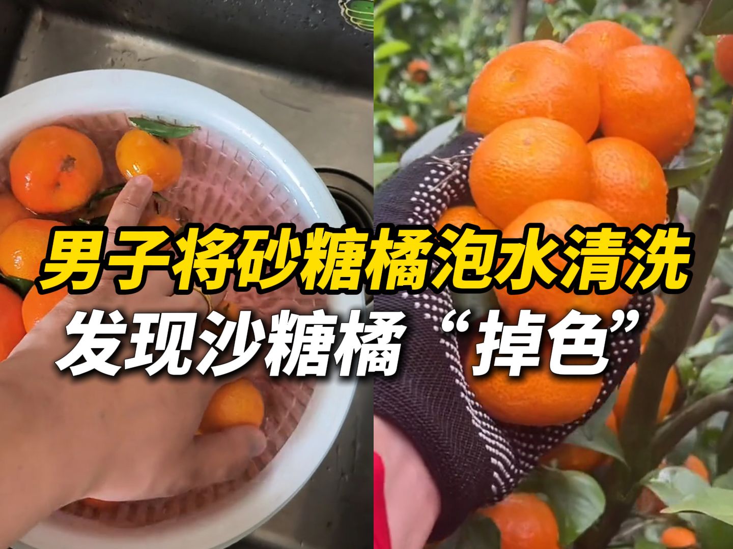 男子将买来的砂糖橘泡水清洗,发现沙糖橘“掉色”清水变成红色,专家:掉色的砂糖橘95%以上是被染色 为了让其外表更鲜亮,但一般不会渗透哔哩哔哩...