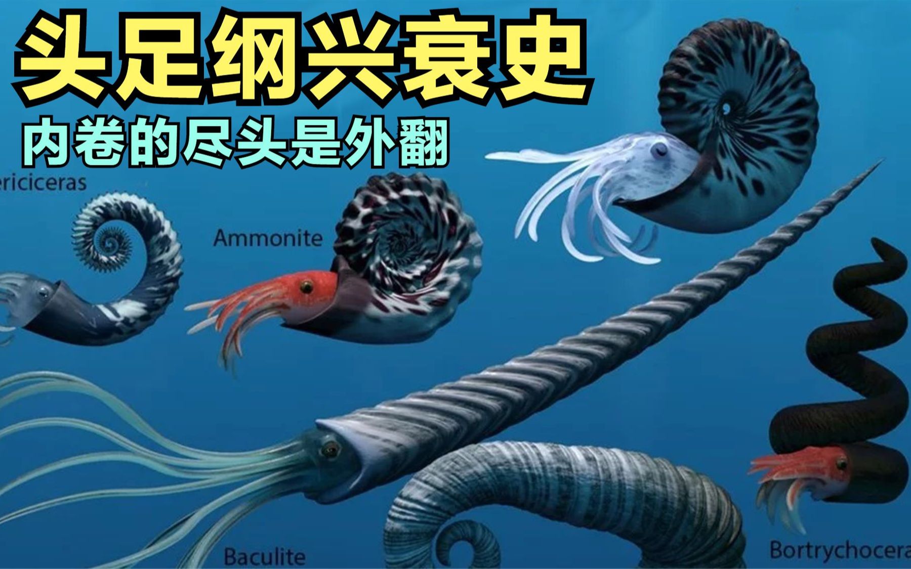 内卷会怎样?从地球霸主到铁板烧,头足纲动物的兴衰之路哔哩哔哩bilibili