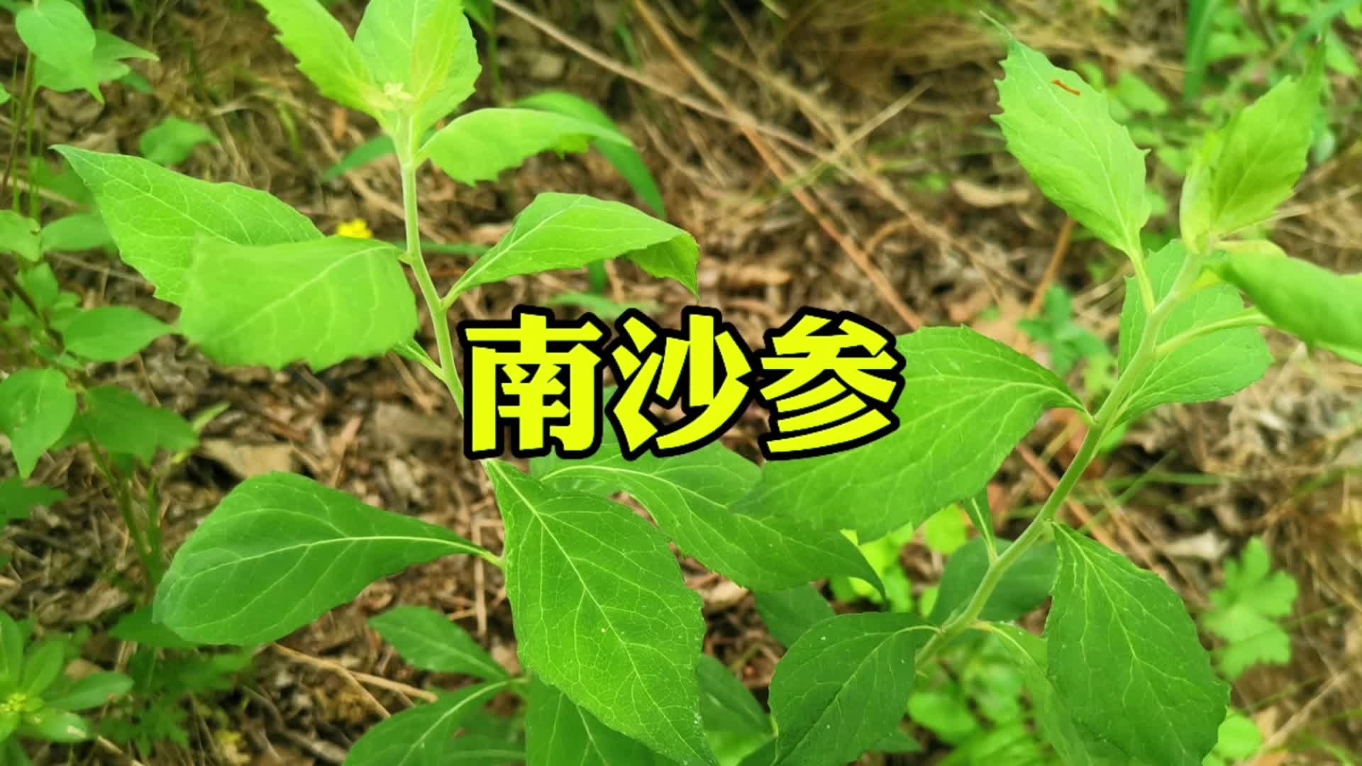 桔梗科药用植物南沙参