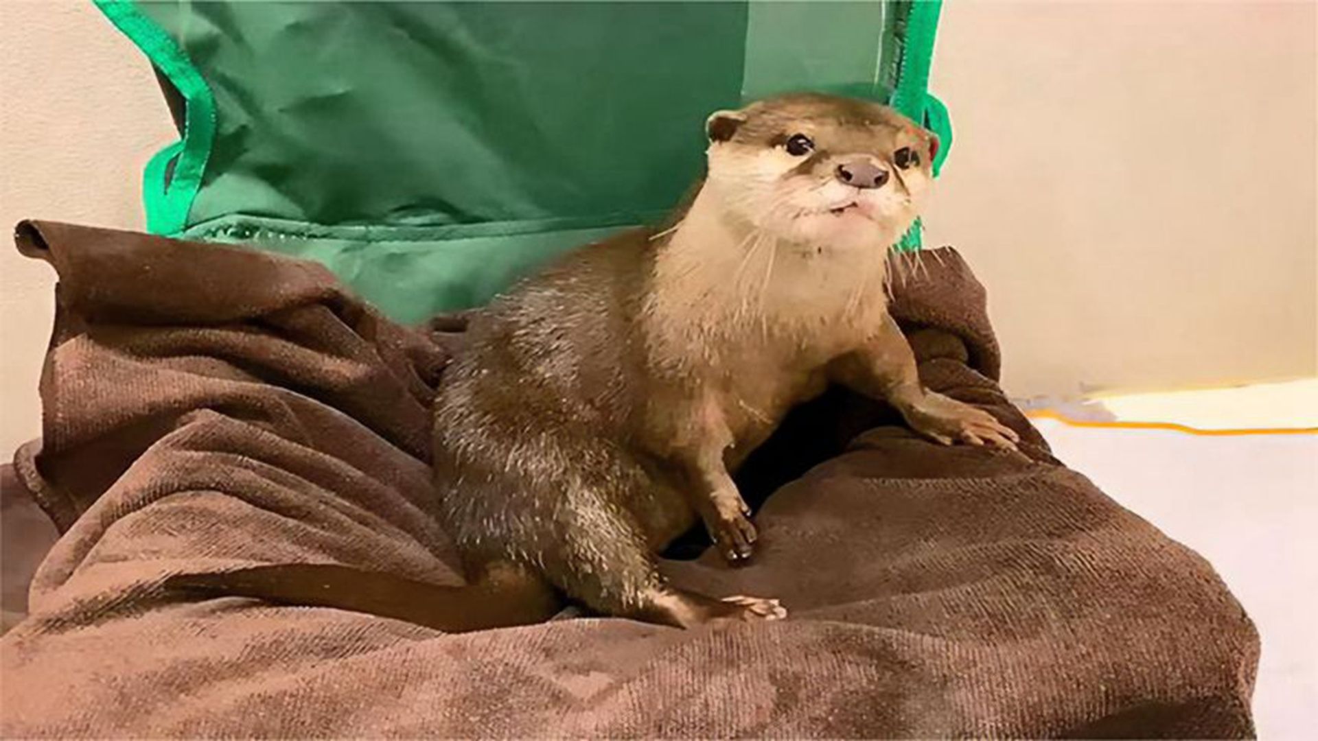 主人赖床不起,水獭叫起床差点气炸,场面笑翻众人!