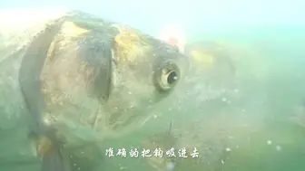 下载视频: 高清鲢鳙水下吃饵，鲢鳙饵料雾化状态，鲢鳙抓口，钓鱼找水层