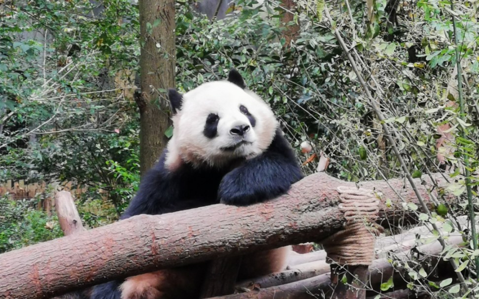 熊貓的叫聲也太奶了吧