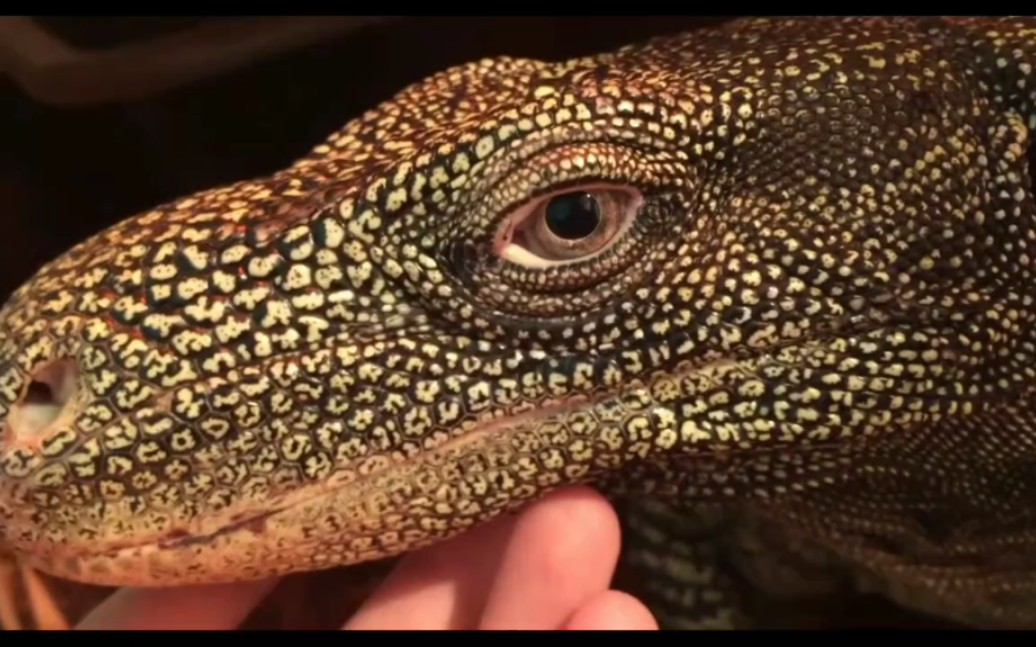 眼神中透露着睿智的萨氏巨蜥