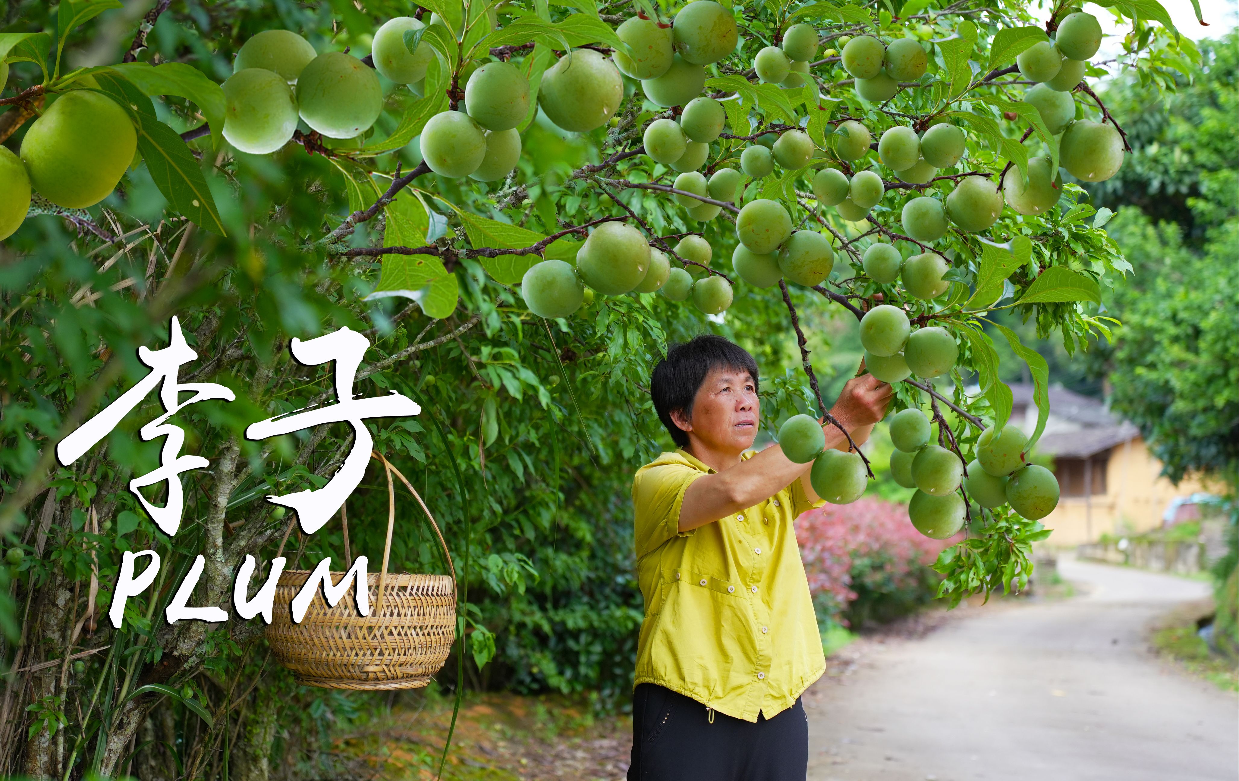 [图]李子青脆酸甜，是清香水果也是美味菜肴，夏日最馋果子饮果子蜜饯