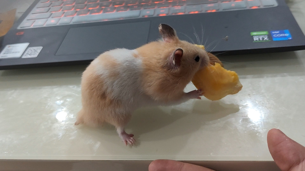 吃菠萝蜜的金丝熊