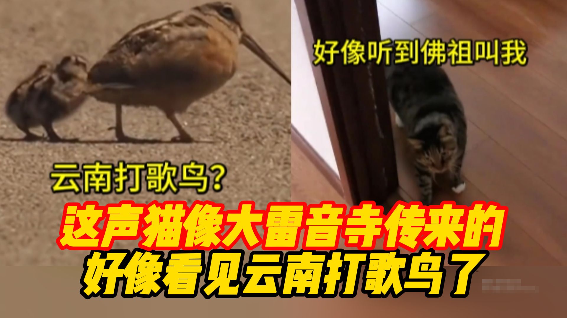 [图]这声猫像大雷音寺传来的；好像看见云南打歌鸟了