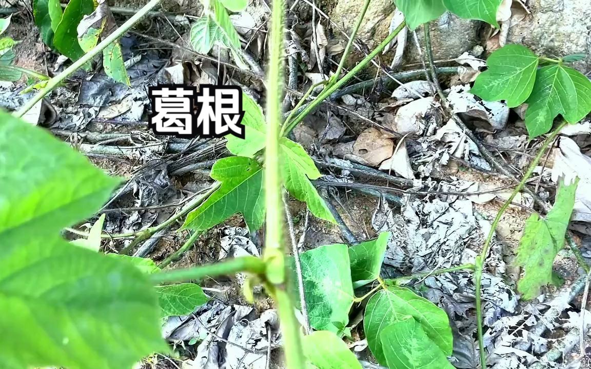 葛根 被称为女性之友,还能解酒的植物你了解了吗?哔哩哔哩bilibili