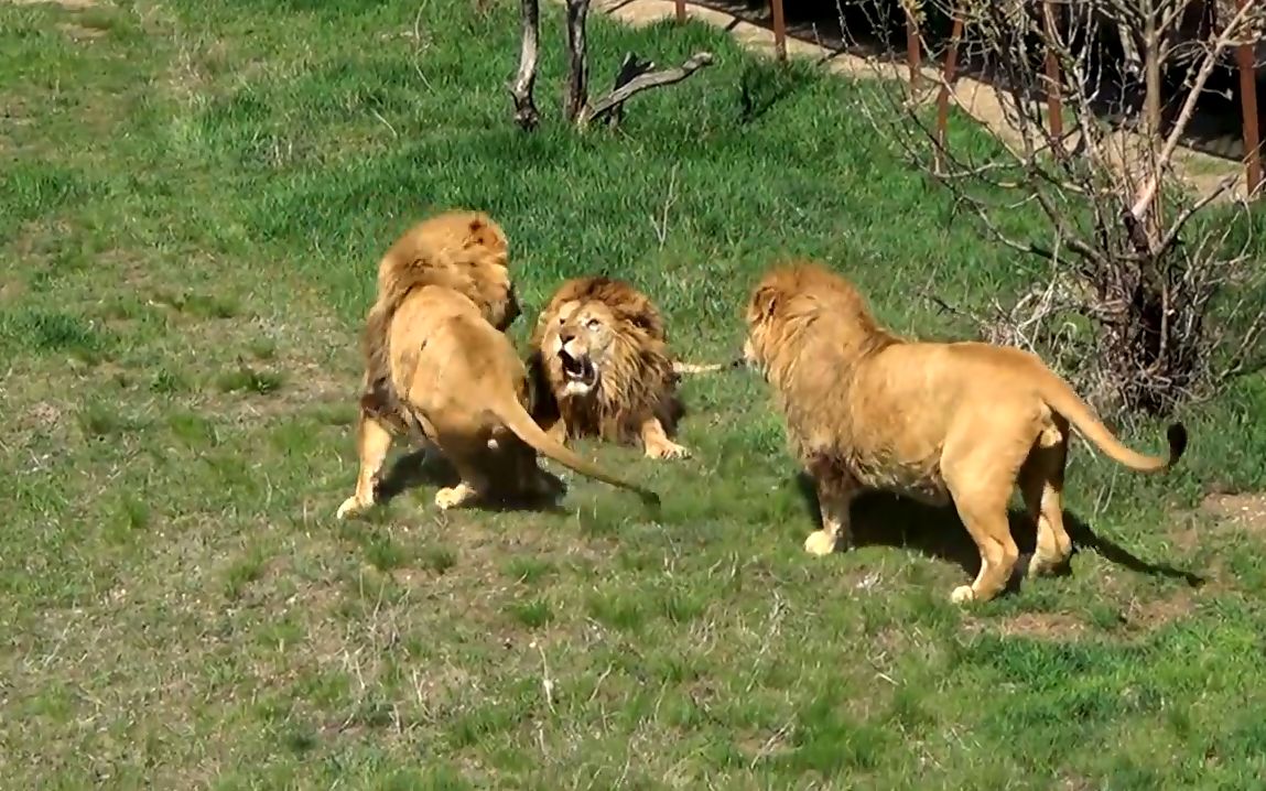 经典雄狮大战合集,最后一只被四只雄狮围攻丧命_哔哩哔哩_bilibili