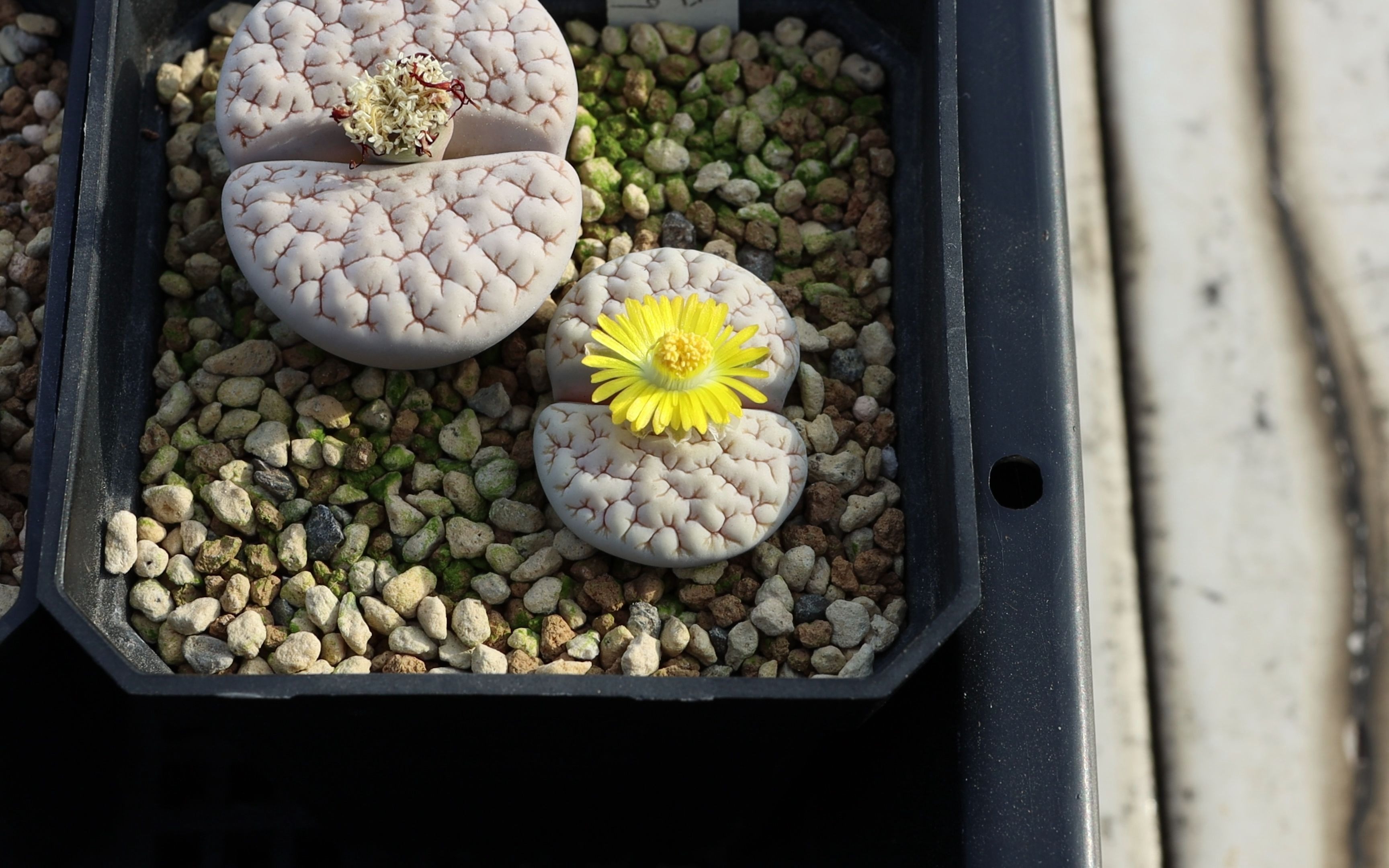 生石花 荒玉c189 开花记录