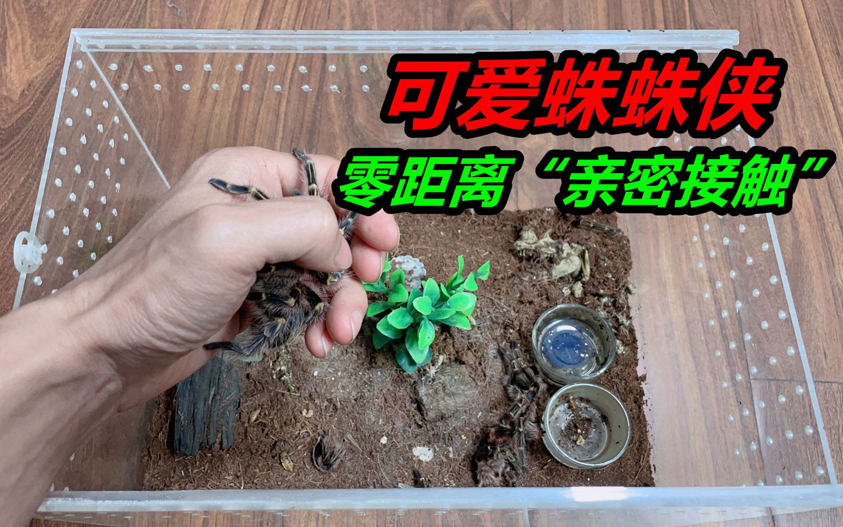 [图]有的宠物养着很有意思，当你看着它慢慢长大，会从开心变成害怕