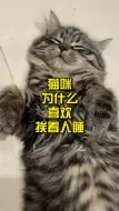 Скачать видео: 猫咪为什么喜欢挨着人睡？