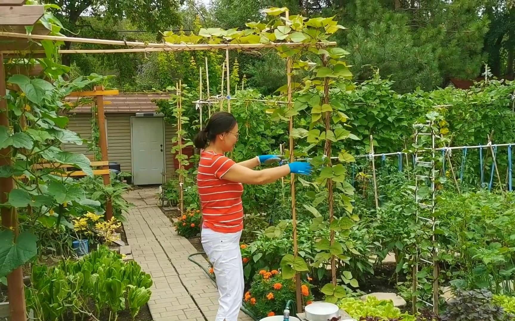 請你來看我家後院的小菜園