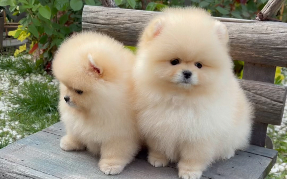 彩虹博美丨两只可爱的小妹妹