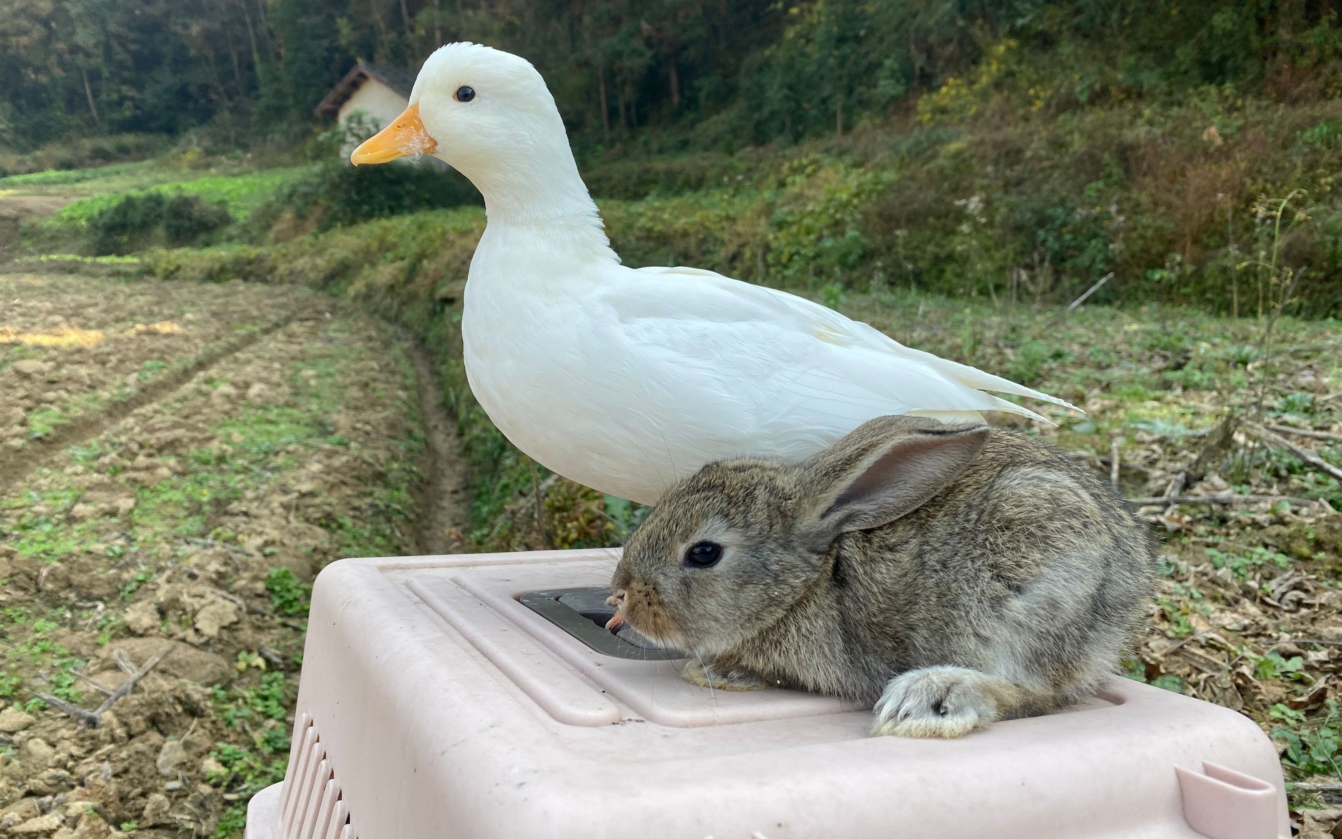 塞翁失马焉知非福,遛鸭子还捡一只兔子,血赚一波!
