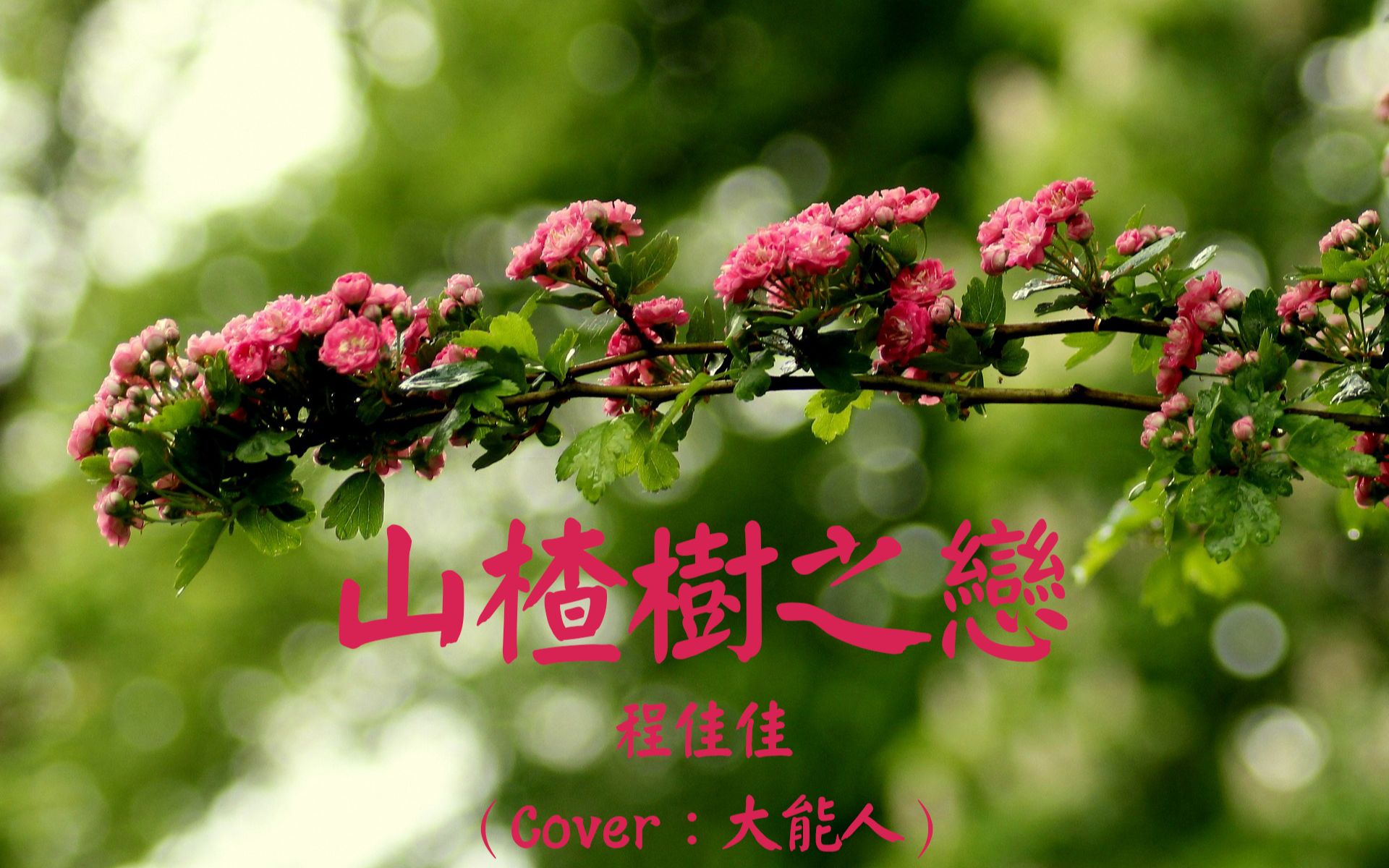 [图]程佳佳-山楂树之恋（Cover：大能人）『我的山楂树之恋 只有是和你才会纯洁，可以丢弃 我的底线 锁定与你的是我视线』【動態歌詞Lyrics】【可视化音频】