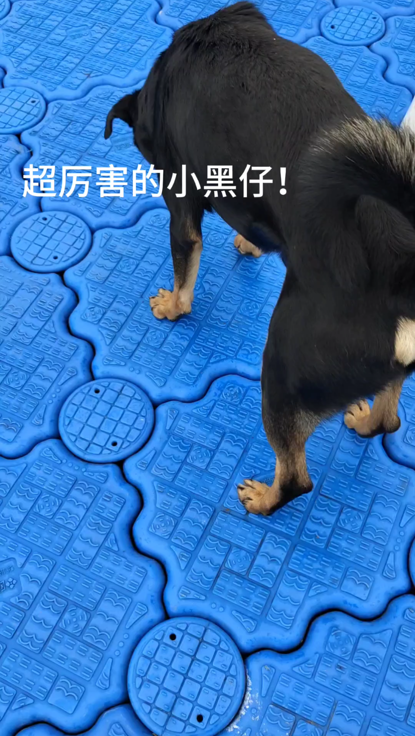 四眼狗 小黑犬 训练有素 够专业哔哩哔哩bilibili