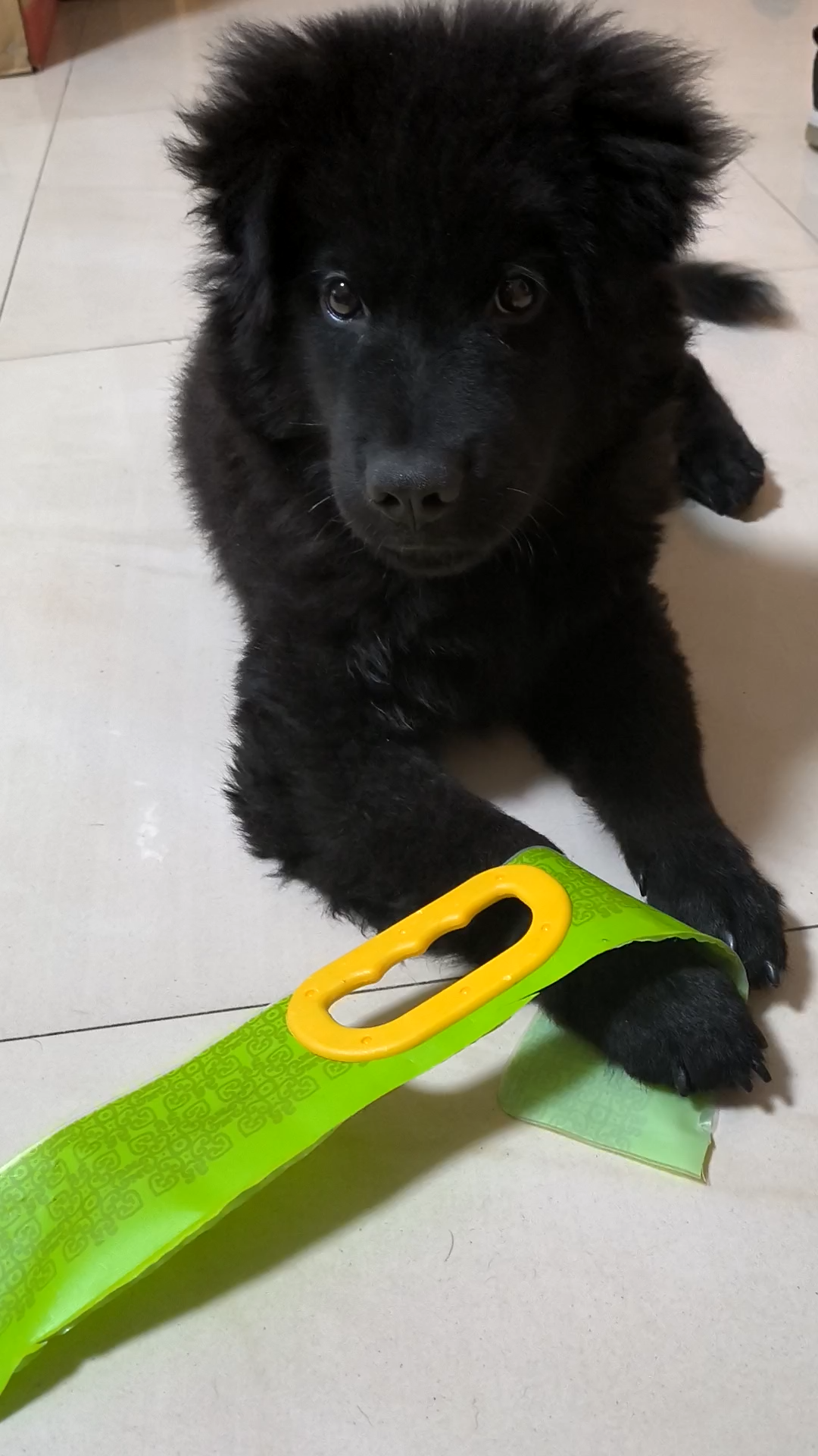 活动  五黑小土松自己去垃圾桶翻出来的磨牙神器00000004