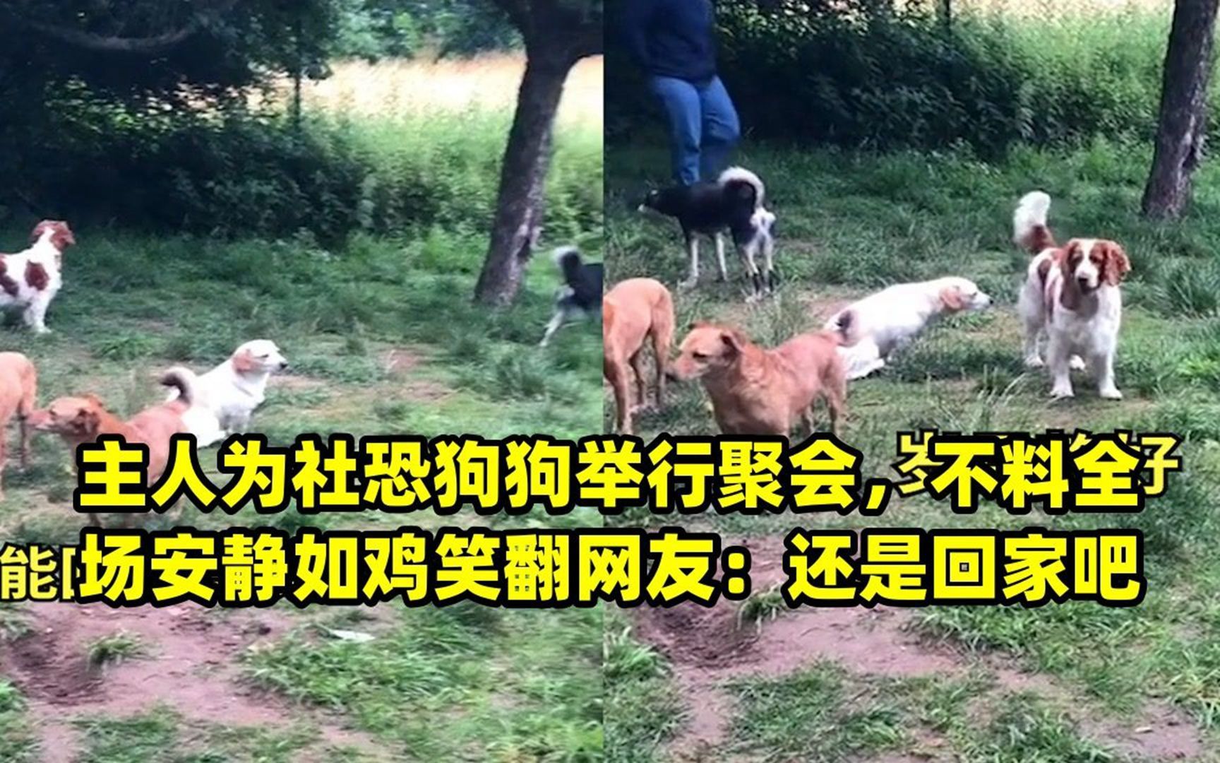 安静如鸡表情包图片