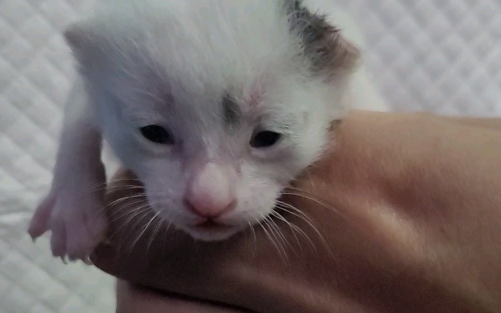 像李荣浩的小奶猫,就叫他贝贝吧