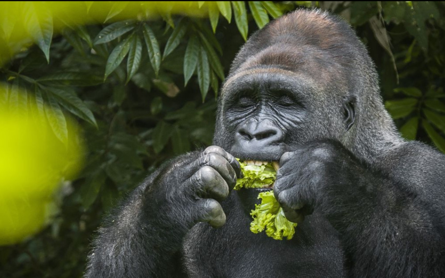 猩猩是怎么吃东西的,太像人类了
