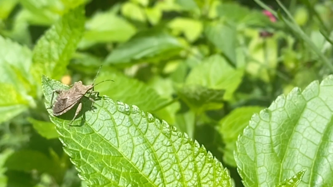 [图]花园里的小昆虫，好听的俄语歌《Возьми сердце моё（带走我的心）》