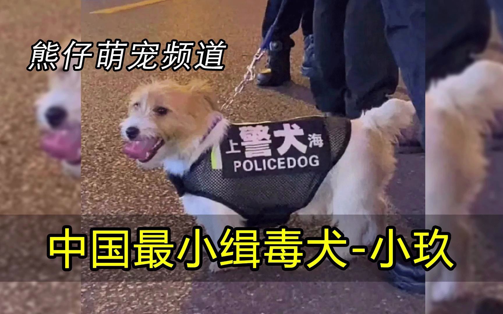 [图]最萌的警犬，是要把坏人萌死吗？上海警队缉毒犬小玖