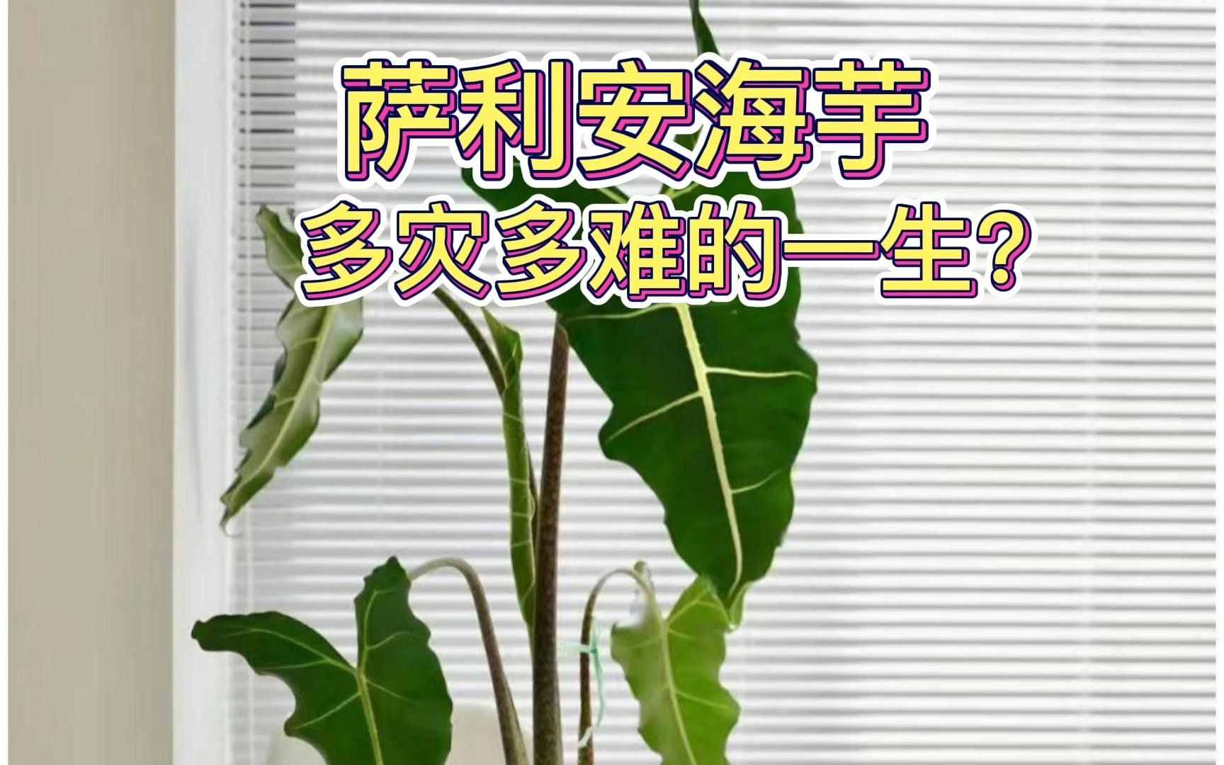 [图]萨利安海芋 多灾多难的一生？