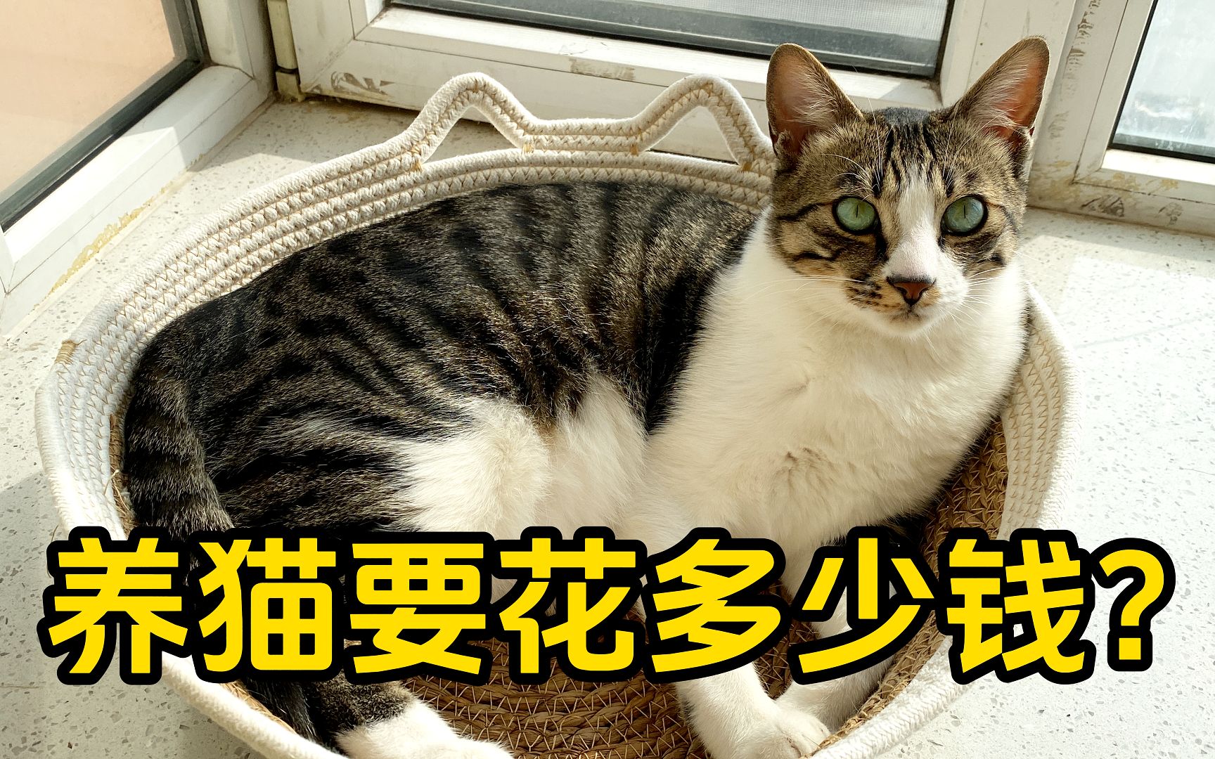 【新手养猫】养一只猫需要花多少钱?哔哩哔哩bilibili