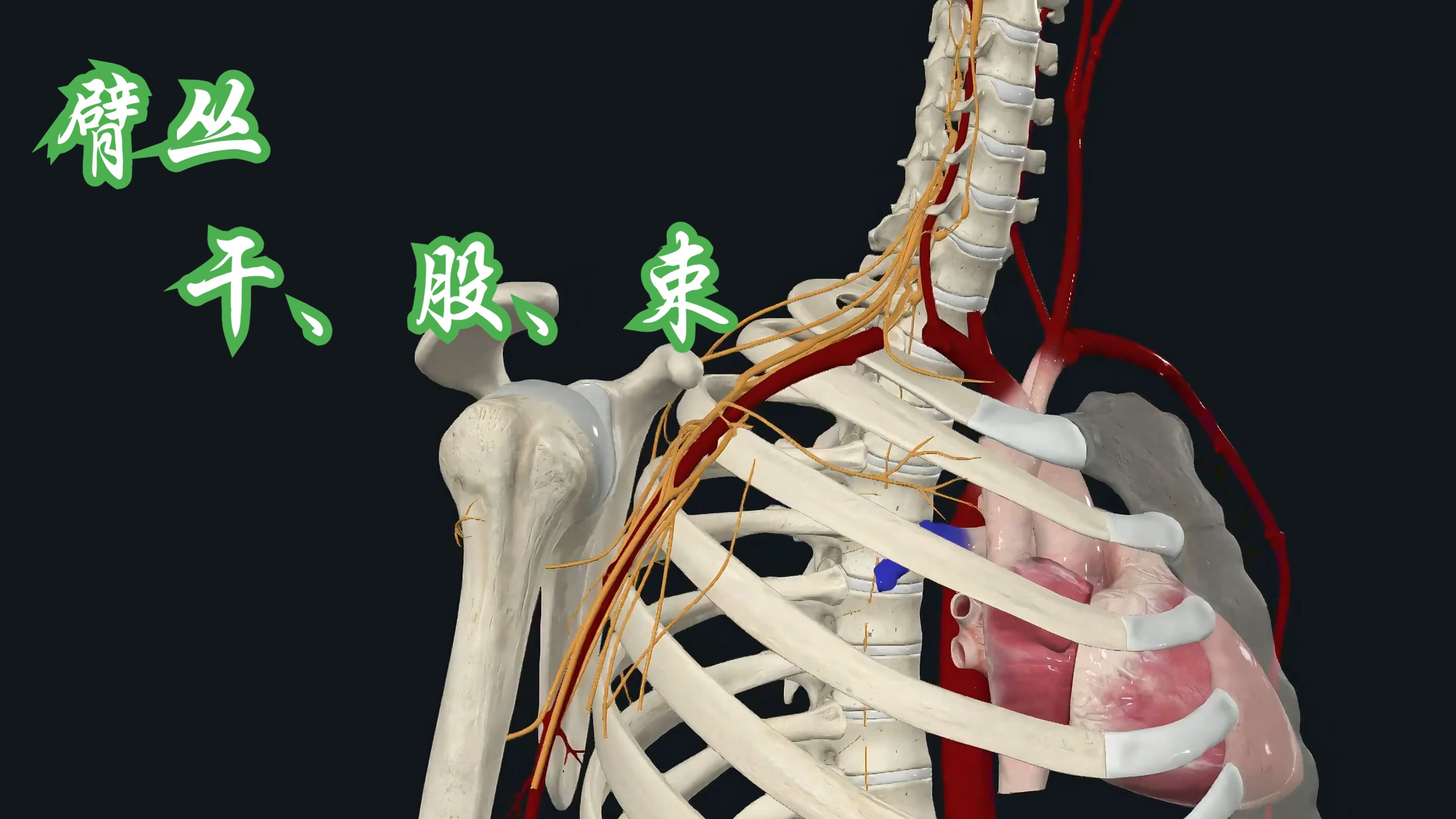 臂丛的干、股、束,您分清没?哔哩哔哩bilibili