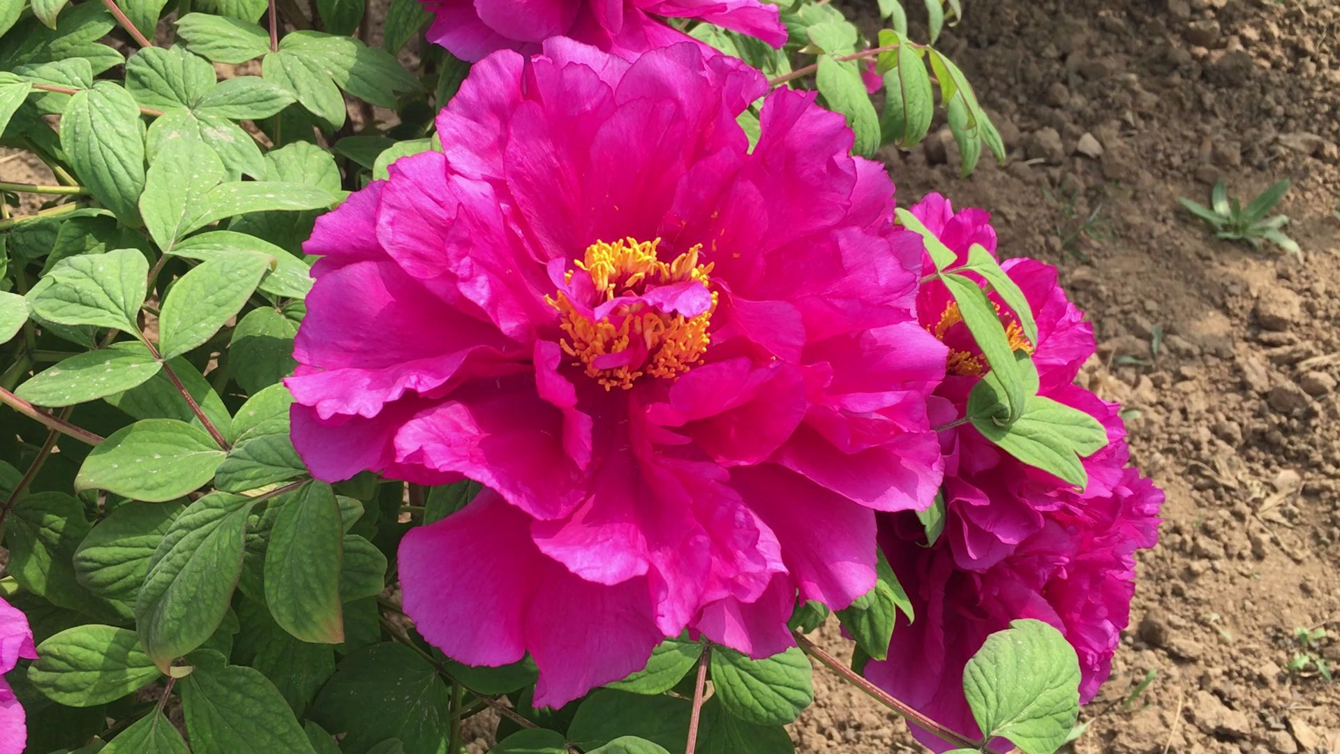 精品牡丹花,紫色品种,紫二乔_哔哩哔哩_bilibili