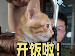 Download Video: 在猫咪幼儿园做厨子，整点熟猫饭778！