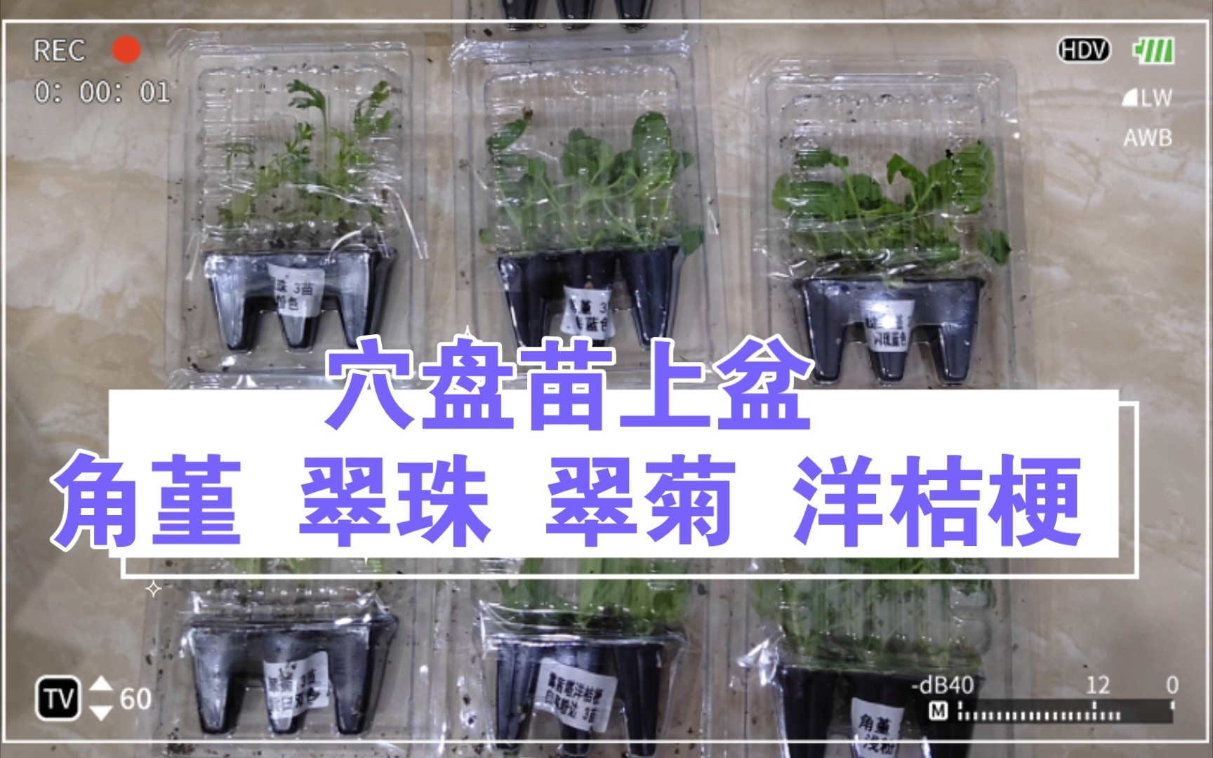 穴盘苗上盆|3.99/3棵的角堇 翠珠 翠菊 洋桔梗哔哩哔哩bilibili