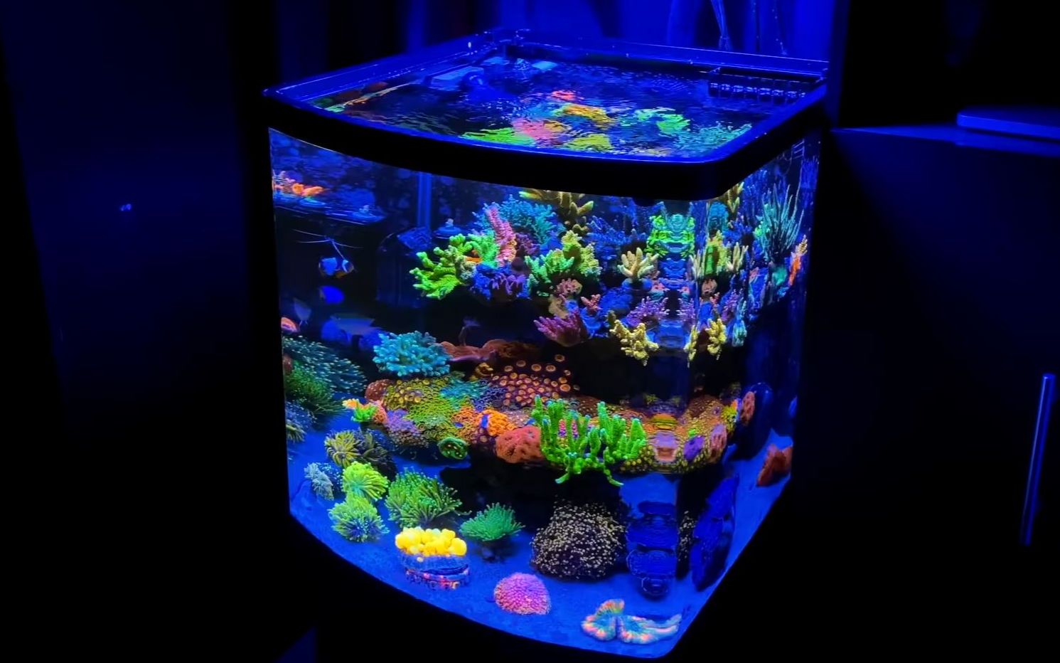 海水缸—Colorful Nano Reef Tank (Spacereef)哔哩哔哩bilibili