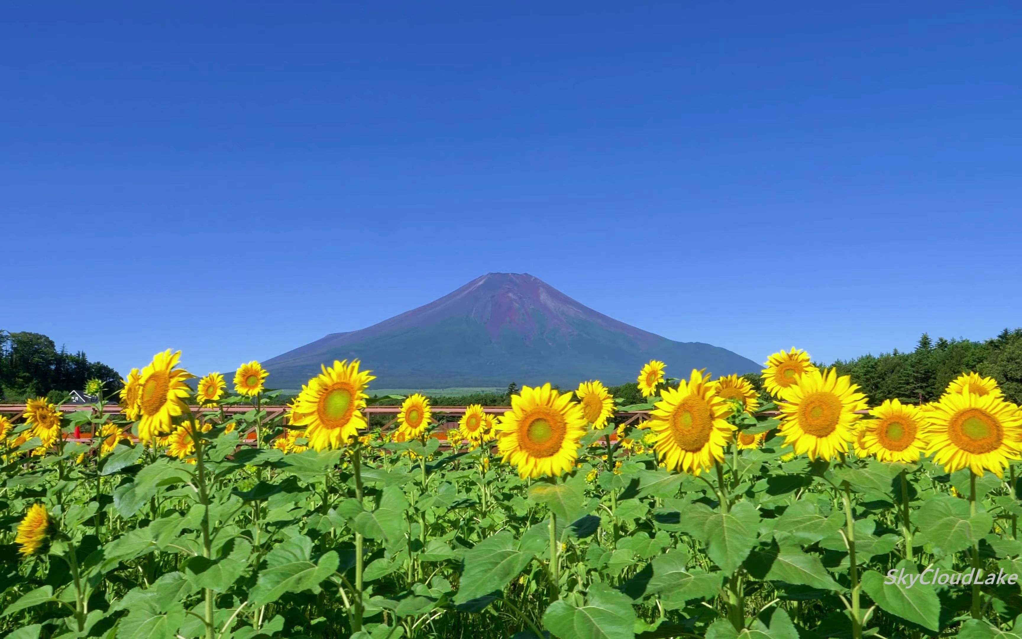 [图]【4K】2021富士山、向日葵、百日草/山中湖花都公园的夏日景色