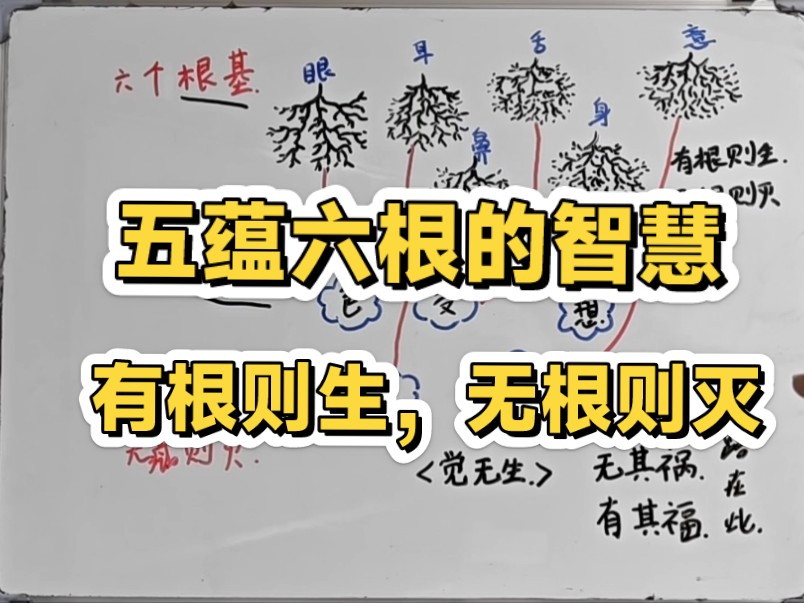 你从没听过的五蕴六根解读！身心灵智慧觉醒-凡蝶心-凡蝶心-哔哩哔哩视频