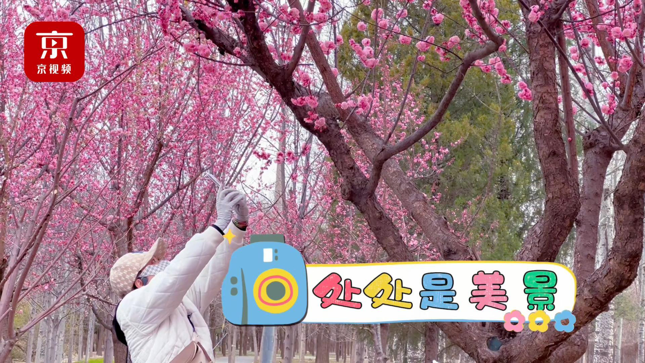 北京路边的"粉色花海"颜值爆表!这个季节的北京太美了